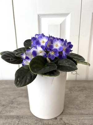 African Violet from Aladdin's Floral in Idaho Falls